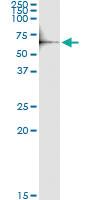 Anti-MITF Rabbit Polyclonal Antibody