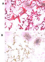 Anti-UCHL5 Rabbit Polyclonal Antibody (FITC (Fluorescein))