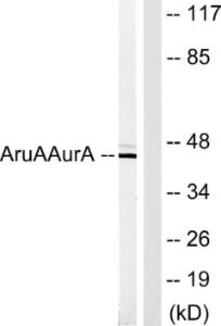 Antibody anti-AURA 100 µg