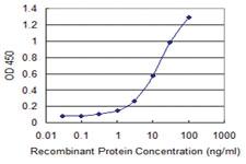 Anti-RUVBL2 Mouse Monoclonal Antibody [clone: 3C6]