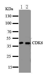 Anti-Cdk6 Rabbit Polyclonal Antibody