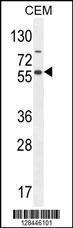 Anti-NFKBIL1 Rabbit Polyclonal Antibody (Biotin)