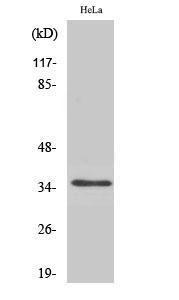 Western blot analysis of various cells using Anti-OR52A1 Antibody