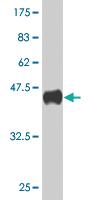 Anti-APOM Mouse Monoclonal Antibody [clone: 4C7]