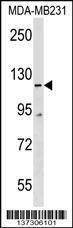 Anti-COBLL1 Rabbit Polyclonal Antibody (PE (Phycoerythrin))