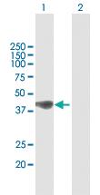 Anti-C21ORF2 Mouse Polyclonal Antibody