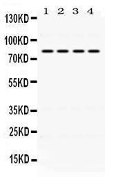 Anti-PIGR Rabbit Polyclonal Antibody