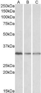 Antibody anti-GNB2 100 µg