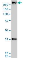 Anti-CUL9 Mouse Monoclonal Antibody [clone: 3F7]