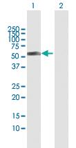 Anti-KAT8 Mouse Polyclonal Antibody