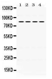 Anti-PIK3R2 Rabbit Polyclonal Antibody