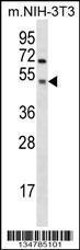 Anti-GSK3A Rabbit Polyclonal Antibody (Biotin)