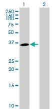 Anti-MPPED1 Mouse Polyclonal Antibody