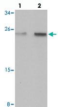 Anti-SPATA19 Chicken Polyclonal Antibody