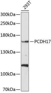 Antibody anti-PCDH17 100 µl