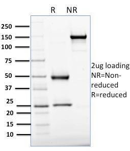 Antibody A248871-100 100 µg