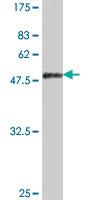 Anti-PSMB9 Mouse Polyclonal Antibody