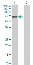 Anti-CLHC1 Mouse Polyclonal Antibody