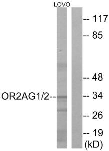 Western blot analysis of lysates from LOVO cells using Anti-OR2AG1 + OR2AG2 Antibody. The right hand lane represents a negative control, where the antibody is blocked by the immunising peptide