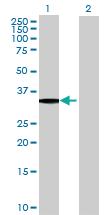 Anti-MLF1 Mouse Polyclonal Antibody