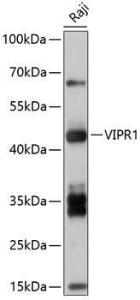 Western blot analysis of extracts of Raji cells, using Anti-VPAC1 Antibody (A8638) at 1:1,000 dilution The secondary antibody was Goat Anti-Rabbit IgG H&L Antibody (HRP) at 1:10,000 dilution Lysates/proteins were present at 25 µg per lane