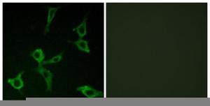 Immunofluorescence analysis of LOVO cells using Anti-OR2AG1 + OR2AG2 Antibody. The right hand panel represents a negative control, where the antibody was pre-incubated with the immunising peptide