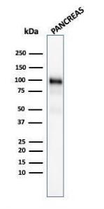 Western blot analysis of human pancreas tissue lysate using Anti-Glycoprotein 2 Antibody [GP2/1805]