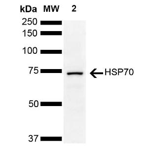 Western blot analysis of human Cervical cancer cell line (HeLa) lysate showing detection of ~70 kDa HSP70 protein using Anti-HSP70 Antibody (A305056) at 1:1,000 for 2 hours at room temperature