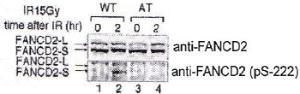 Anti-FANCD2 Rabbit Polyclonal Antibody