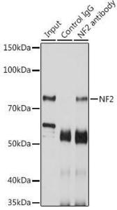 Antibody anti-NF2 100 µl