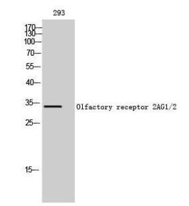 Western blot analysis of 293 cells using Anti-OR2AG1 + OR2AG2 Antibody