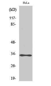 Western blot analysis of various cells using Anti-ATPG Antibody