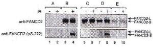 Anti-FANCD2 Rabbit Polyclonal Antibody