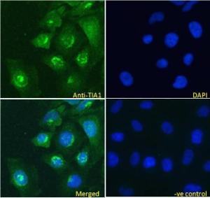 Anti-TIA1 Antibody (A83311) Immunofluorescence analysis of paraformaldehyde fixed HeLa cells