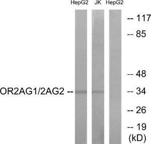 Western blot analysis of lysates from HepG2 and Jurkat cells using Anti-OR2AG1 + OR2AG2 Antibody. The right hand lane represents a negative control, where the antibody is blocked by the immunising peptide