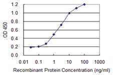 Anti-PPP1R1B Mouse Monoclonal Antibody [clone: 3G11]