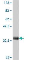 Anti-CDKN3 Mouse Polyclonal Antibody