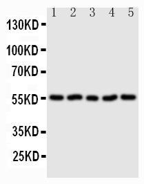 Anti-Syndecan 3 Rabbit Polyclonal Antibody