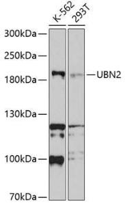 Anti-UBN2 Rabbit Polyclonal Antibody