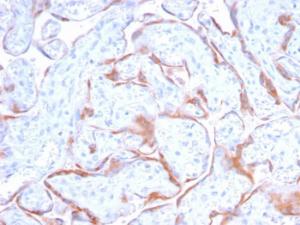 Immunohistochemical analysis of formalin-fixed, paraffin-embedded human placenta using Anti-PAPP A Antibody [PAPPA/2718]