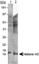 Anti-H3 Rabbit Polyclonal Antibody