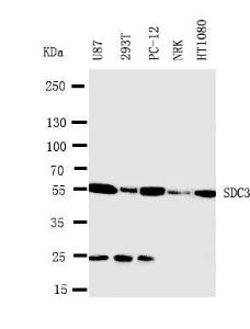 Anti-Syndecan 3 Rabbit Polyclonal Antibody