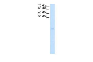 Anti-SOD1 Rabbit Polyclonal Antibody