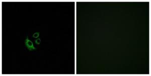 Immunofluorescence analysis of A549 cells using Anti-OR2AG1 + OR2AG2 Antibody. The right hand panel represents a negative control, where the antibody was pre-incubated with the immunising peptide