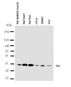 Anti-Tafazzin/TAZ Rabbit Polyclonal Antibody