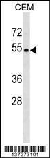 Anti-MSL2 Rabbit Polyclonal Antibody (APC (Allophycocyanin))