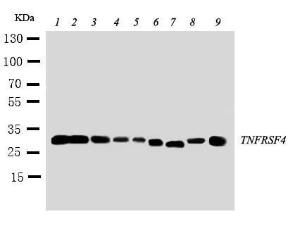 Anti-CD134/OX40 Rabbit Polyclonal Antibody