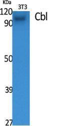 Western blot analysis of various cells using Anti-CBL Antibody