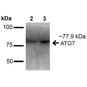 Western blot analysis of human Embryonic kidney epithelial cell line (HEK293T) lysate showing detection of ~77.9 kDa ATG7 protein using Anti-ATG7 Antibody (A305057) at 1:1,000 for 16 hours at 4 °C