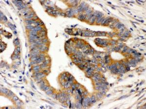 Anti-Rab5 Rabbit Polyclonal Antibody